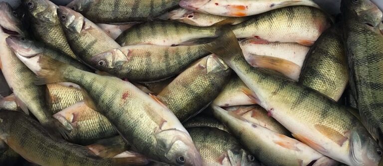 Lake Erie Perch Charters