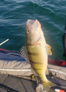 Lake Erie Perch