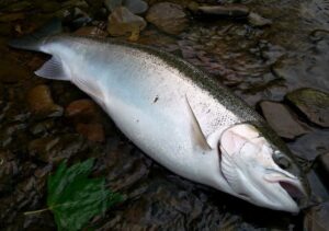 Steelhead Rainbow Trout