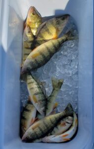 Lake Erie Perch