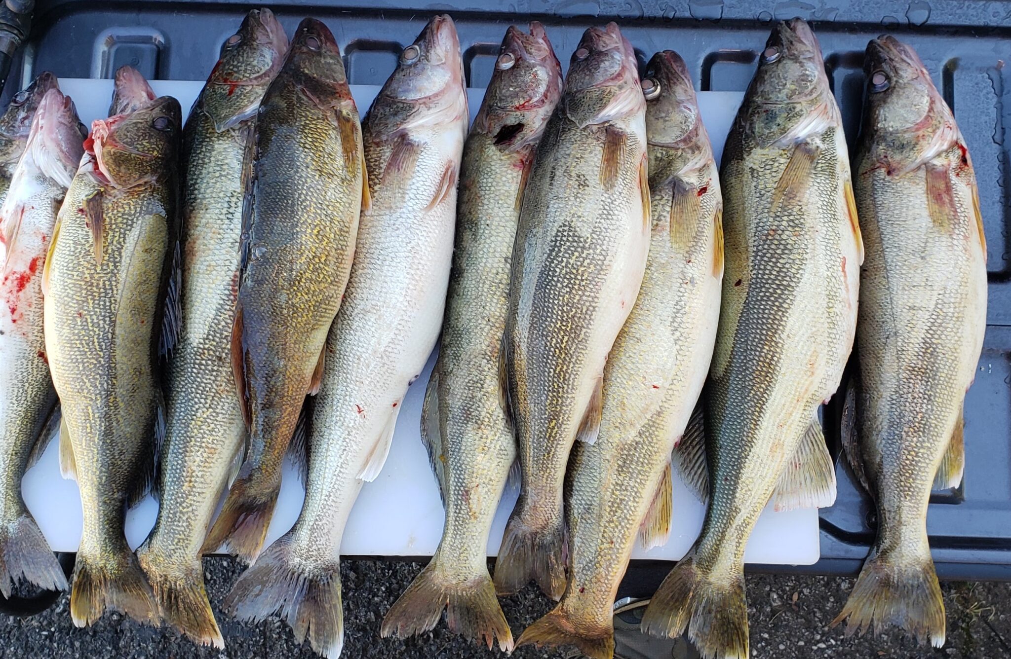 Lake Erie Walleye Fishing Report