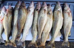 Walleye Fishing Report