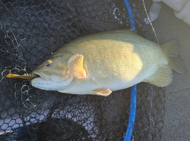 Lake Erie Bass Fishing - Smallmouth