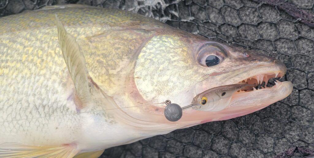 Walleye Teeth