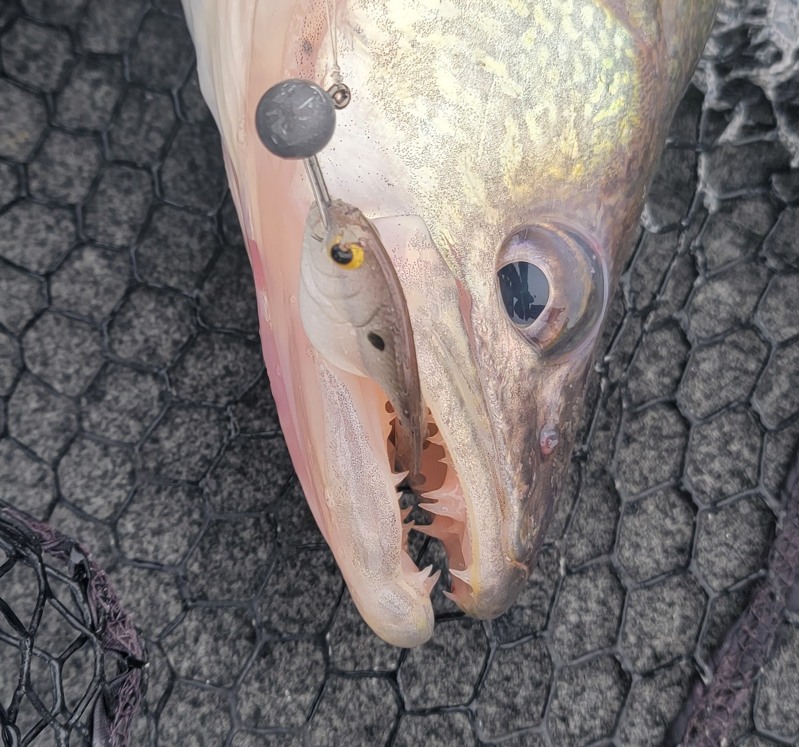 Walleye Teeth Sharp and Magnificant