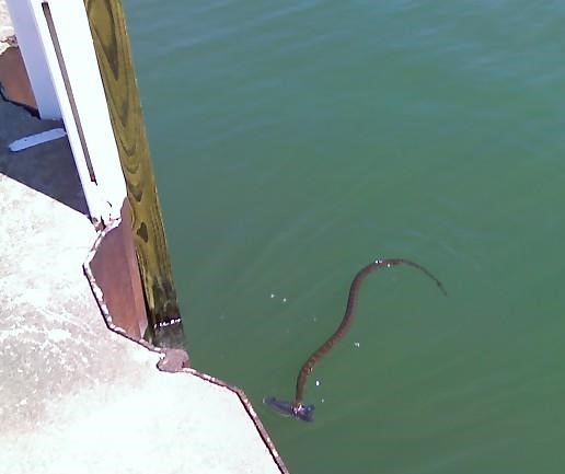 lake erie watersnake