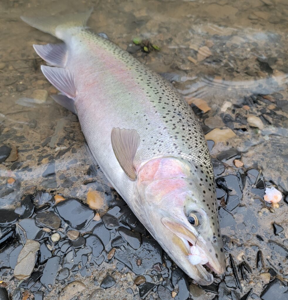 Steelhead Trout