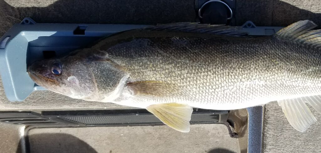 walleye fishing