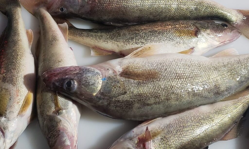 shore fishing walleye lake erie