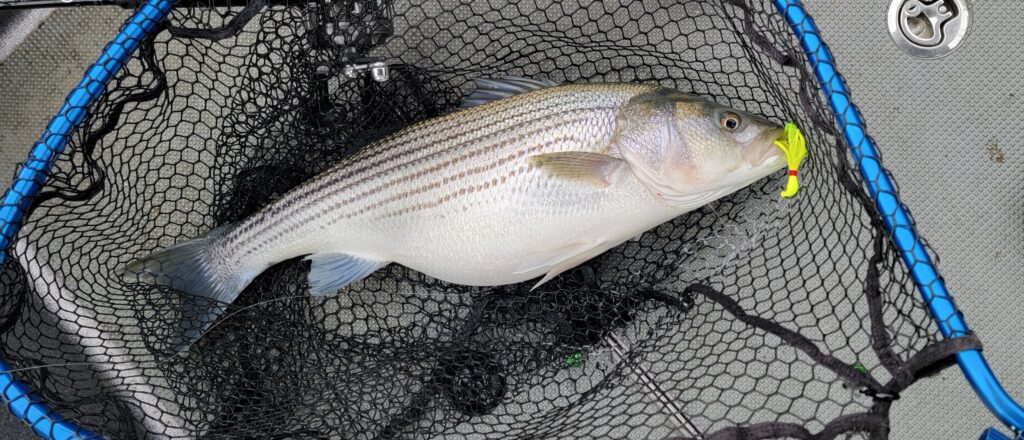 fly fishing for striped bass