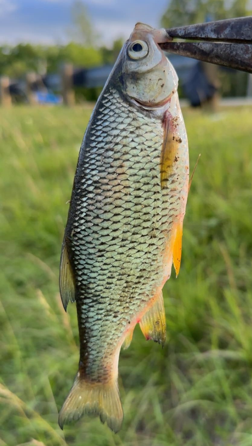 bass fishing with shiners