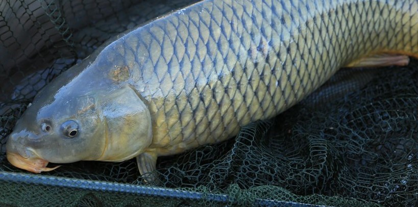 lake erie carp