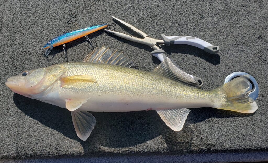 lake erie fall walleye fishing