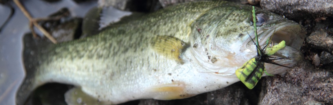 popper fly fishing for bass