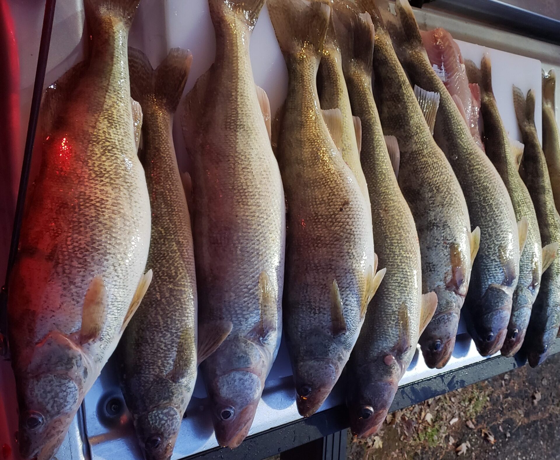 port clinton walleye fishing