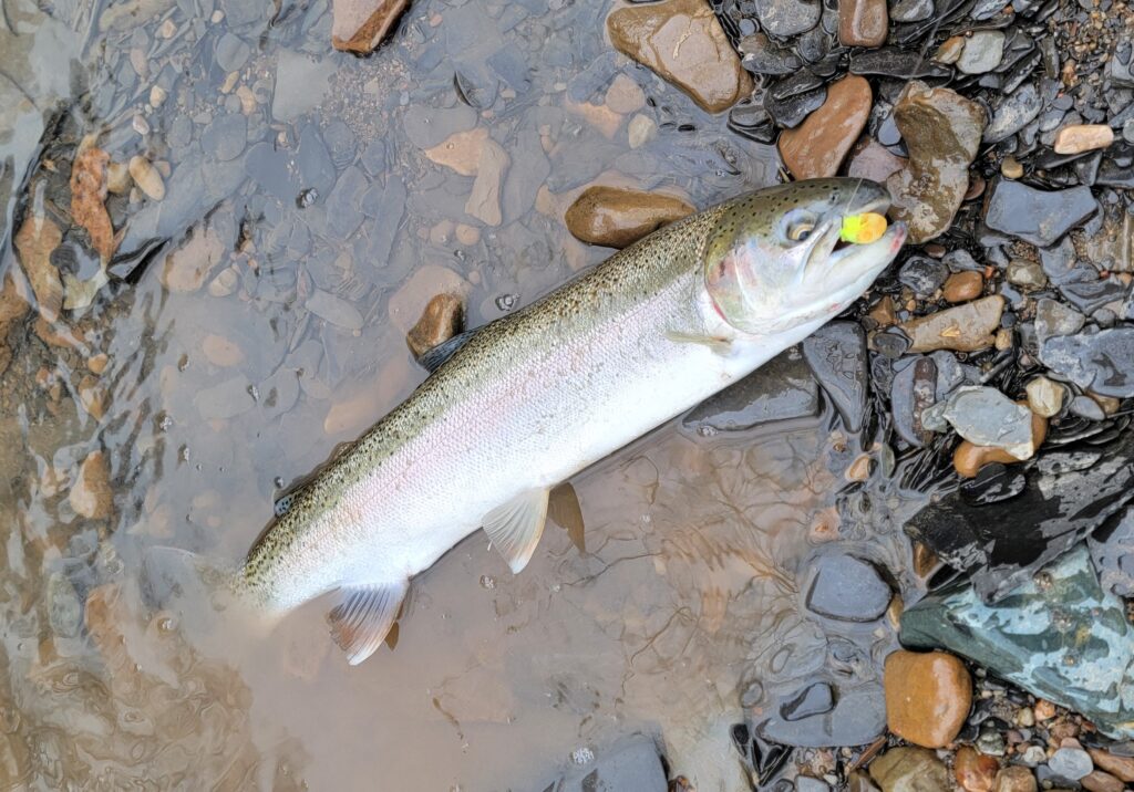 bead fishing for steelhead