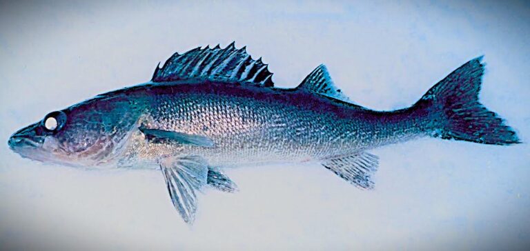 blue walleye