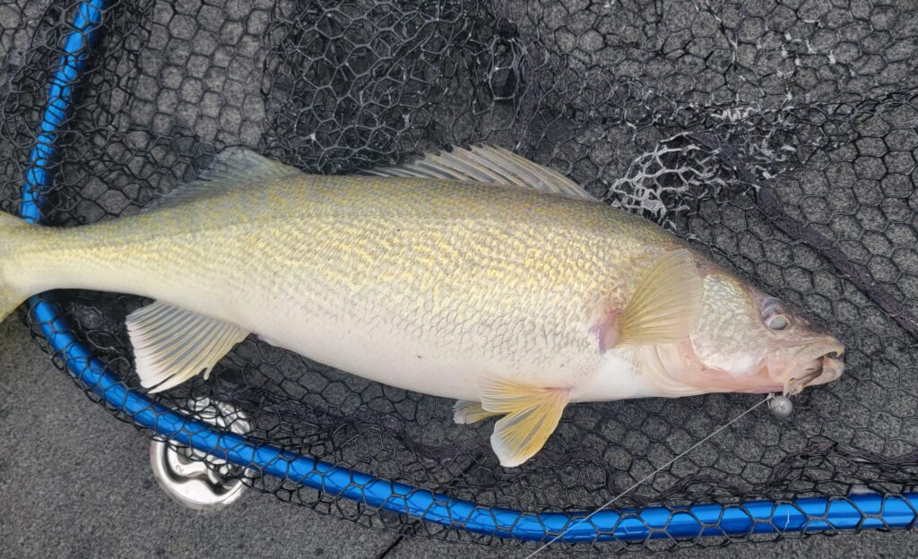 walleye in lake ERie