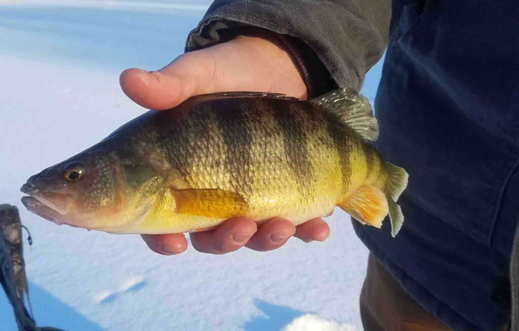 Ice Fishing Perch Bait