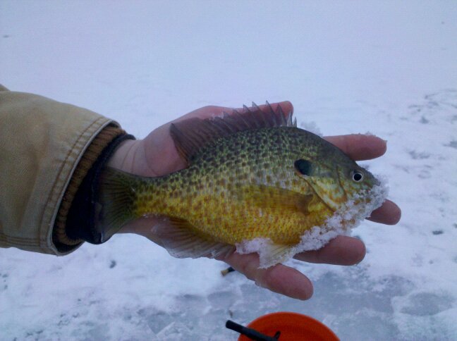 ice fishing for bluegill