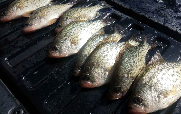 best ways to catch crappie