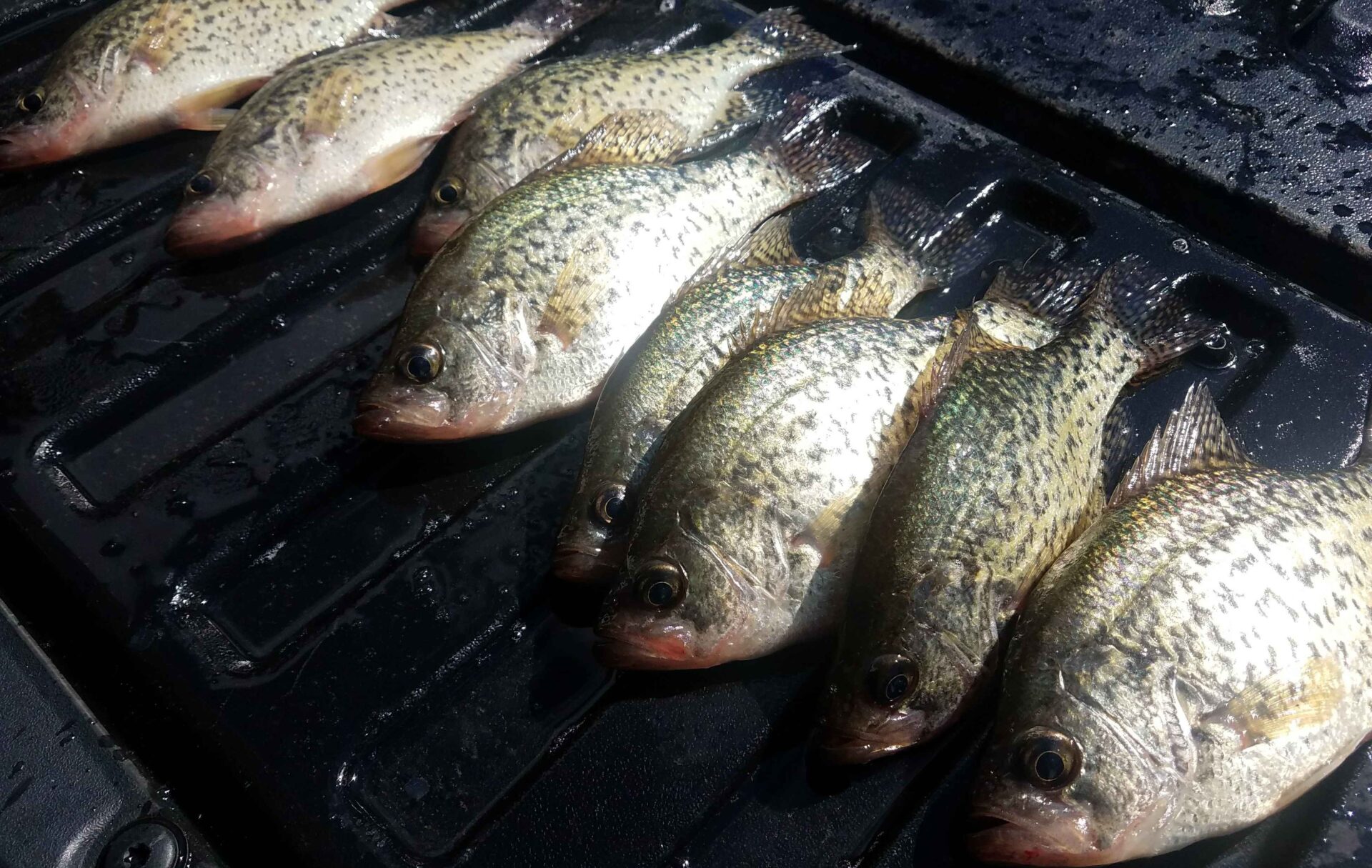 3 Best Ways to Catch Crappie