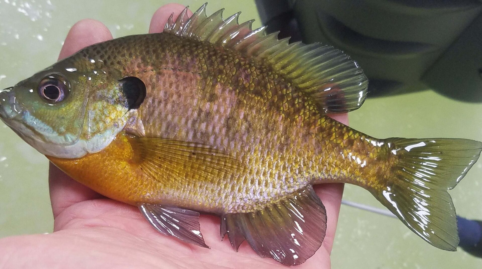 5 States to Catch Bull Bluegill