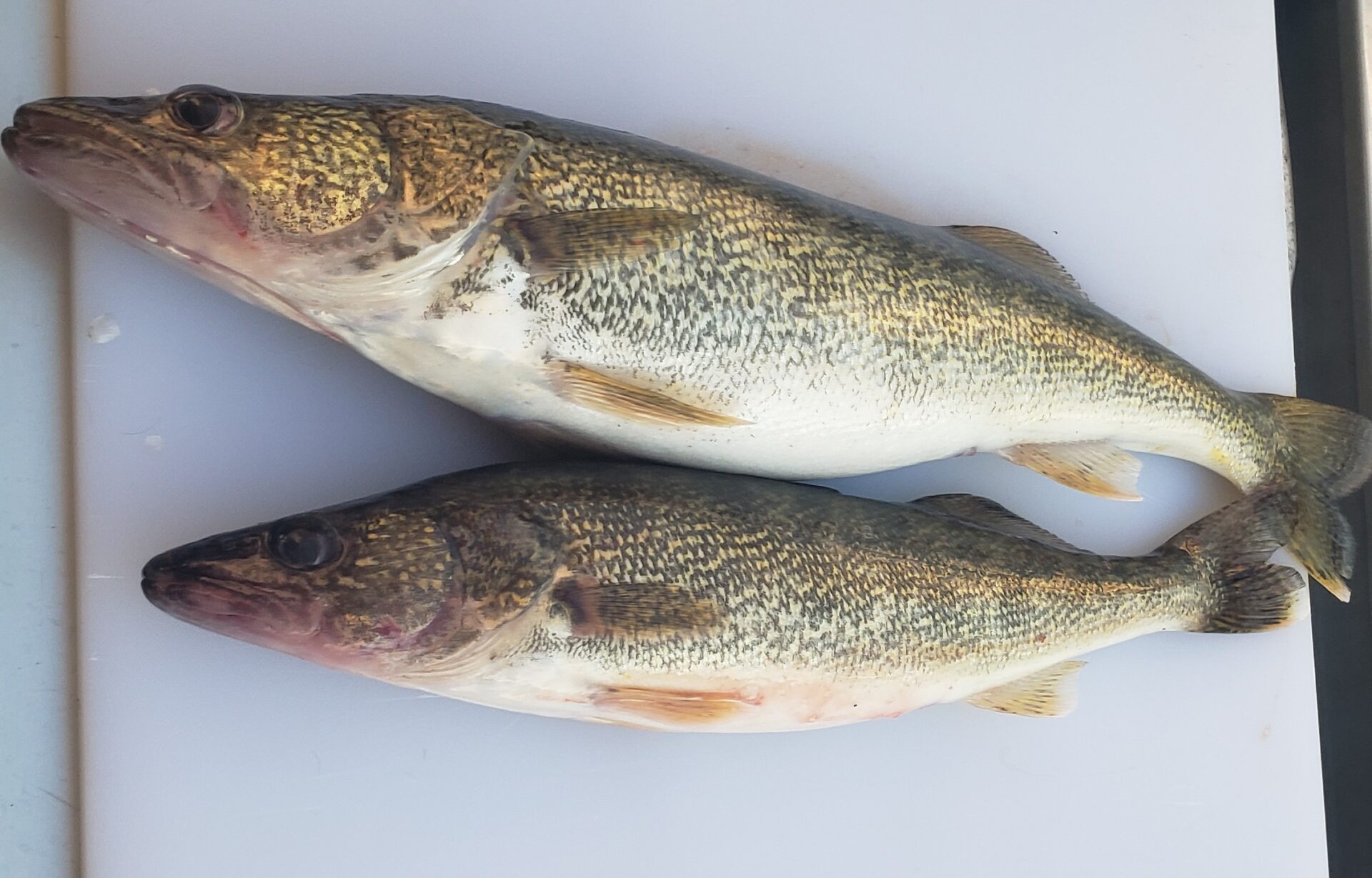 Top 4 Ways to Catch Detroit Walleye