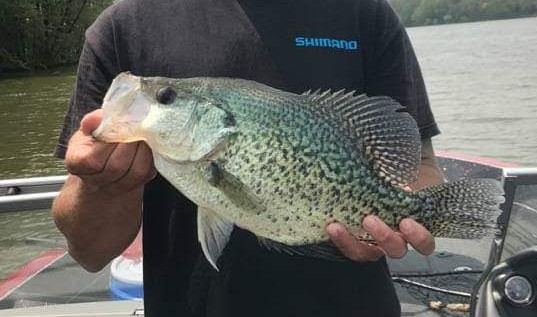 lake erie crappie