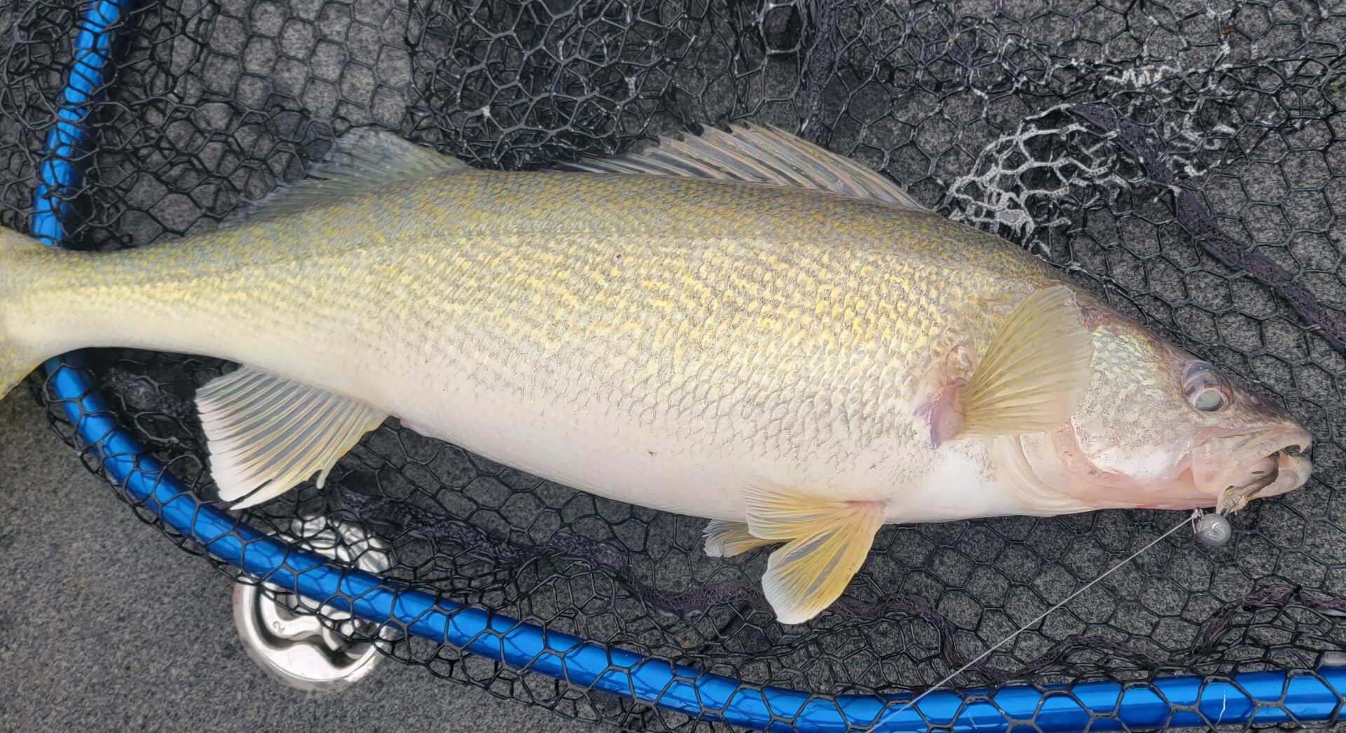 Ohio Fishing License