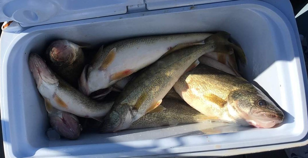 lake erie july walleye fishing