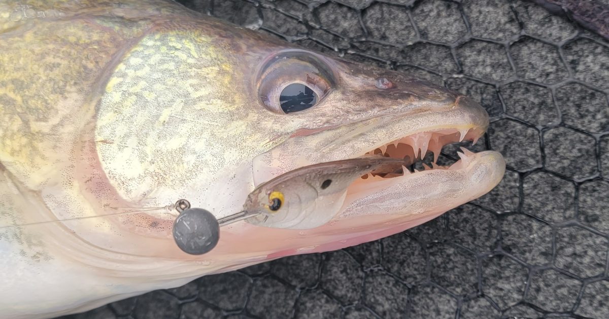 5 Best Swimbaits for Walleye